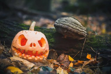 Kötü yüzlü Jack O Lantern. Ormandaki kurumuş sonbahar yapraklarında Cadılar Bayramı için ürkütücü balkabağı. Gizemli, sisli bir cadılar bayramı arkaplanı ve mesaj yeri. Boşluğu kopyala