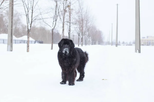Köpeğin yılı. Çin Zodiac Köpeği. Oyuncu köpek. Karlı ağaçlarla kaplı Newfoundland yolu. Kışın yürüyüşe çıkan köpek. Safkan köpeklerle. Newfoundland karda oynuyor.