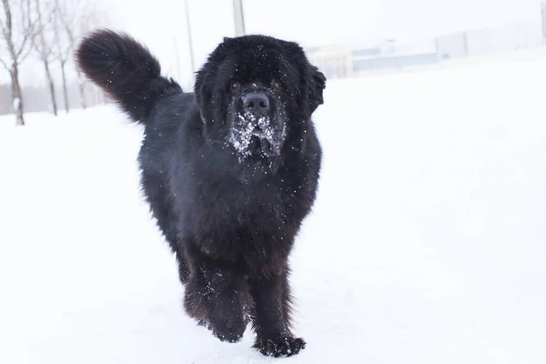 Köpeğin yılı. Çin Zodiac Köpeği. Oyuncu köpek. Karlı ağaçlarla kaplı Newfoundland yolu. Kışın yürüyüşe çıkan köpek. Safkan köpeklerle. Newfoundland karda oynuyor.