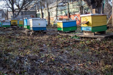 Kışa arıları hazırlıyorum. Aralıkta Avrupa 'da arı kovanında kurdeşen döker. Çoklu gövdeli kovanların eski arıları. Kışın bal arıları.