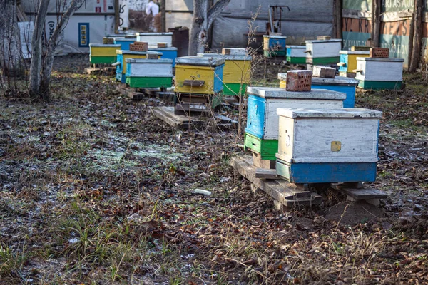 Colmenas Jardín Entre Los Árboles Principios Invierno Árboles Jardín Sin —  Fotos de Stock