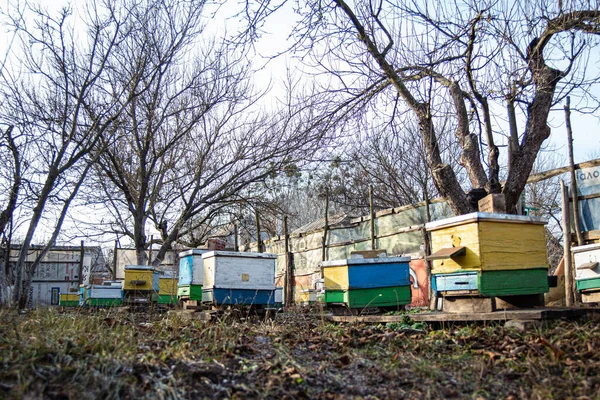 Παλιά Πολύχρωμες Κυψέλες Στο Μελισσοκομείο Στα Τέλη Του Φθινοπώρου Μέλισσες — Φωτογραφία Αρχείου