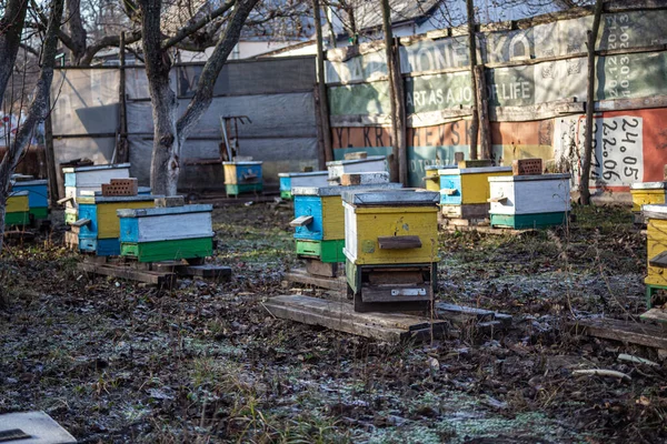 Congelar Suelo Colmenar Invierno Días Cálidos Diciembre Poner Colmenas Para —  Fotos de Stock