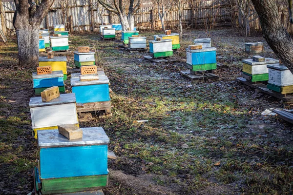 Rij Van Oude Gele Blauwe Netelroos Oude Bijenstal Grote Bijenstal — Stockfoto