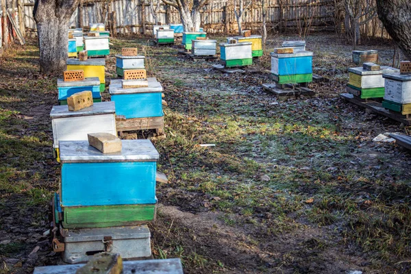 让蜜蜂为过冬做好准备 去年12月在欧洲的蜂群 多壳蜂房的老蚜虫 蜜蜂在冬天 — 图库照片