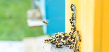 Aralı entrancebees dan dışarı sürünme. Honey-Bee kolonisi kovanları balçiarısı yağmalayarak korur. Arılar honeyflow 'dan sonra Arı kovanından geri döner. Arıcılık girişinde arı koruyucusu. Swarm kolayca hived