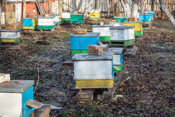 Preparando Abejas Para Invernada Urticaria Diciembre Europa Viejo Colmenar Colmenas —  Fotos de Stock