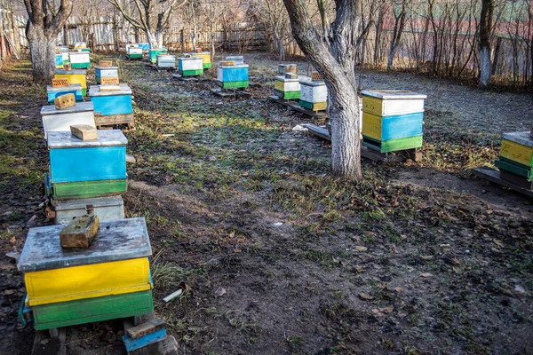 一排排的旧的黄色和蓝色蜂窝在老的蚜虫上 大蚜虫 可当场摘除蜜蜂子宫 让蜜蜂为过冬做好准备 — 图库照片