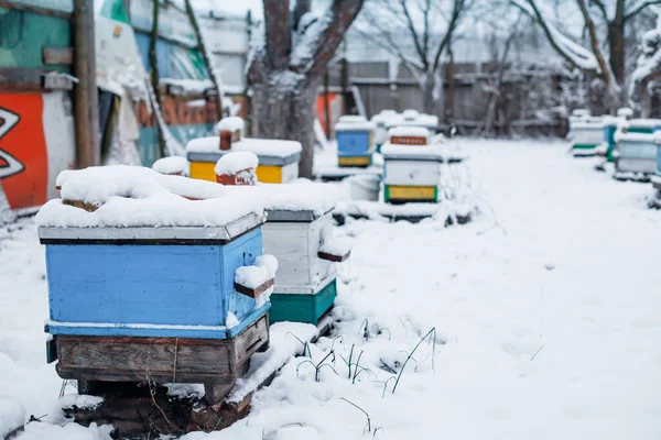 Kleurrijke Bijenkorven Bijenstal Winter Staan Sneeuw Tussen Besneeuwde Bomen Honingbijen — Stockfoto