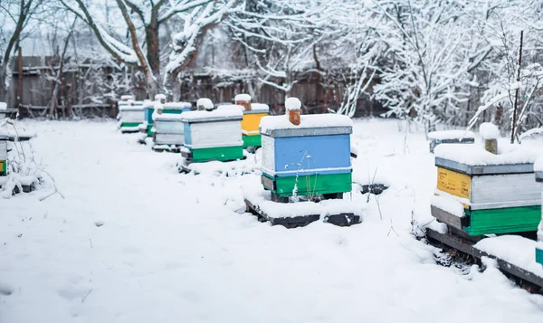 Uli Ogrodzie Zimowej Podłodze Śnieżnej Zimowanie Pszczół Miodnych Świeżym Powietrzu — Zdjęcie stockowe