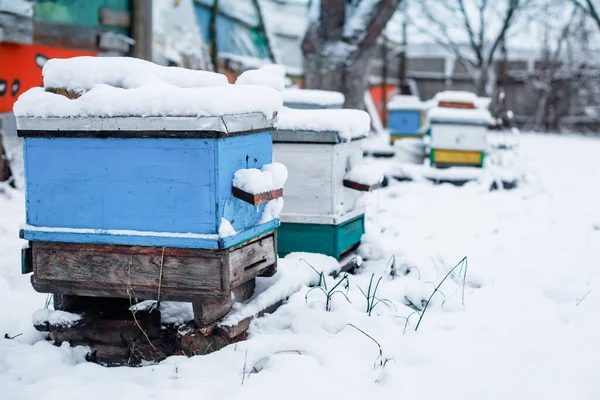 Pokryte Drzewa Para Pokrytych Śniegiem Uli Pszczół Apiary Zimie Ule — Zdjęcie stockowe