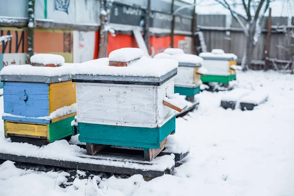 Colmenas Jardín Suelo Nieve Invierno Abejas Invierno Aire Libre Fuera —  Fotos de Stock