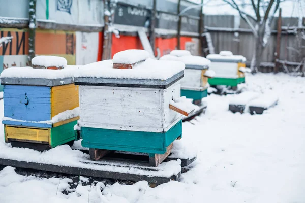 Uli Ogrodzie Zimowym Śniegu Podłogi Zimowanie Pszczół Miodnych Świeżym Powietrzu — Zdjęcie stockowe