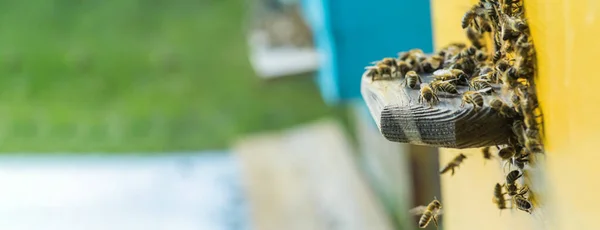 ビーハイブ Entrancebees から抜け出すハニービーコロニーはハニーデューメロンを略奪からハイブを守る Honeyflow ミツバチは蜂の巣に戻ります 蜂の巣の入り口の蜂ガード 群れ分離さ容易に — ストック写真