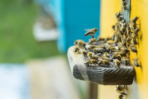 Beehive Entrancepszczoły Pełzanie Obecnie Honey Bee Kolonii Straży Ula Grabieży — Zdjęcie stockowe