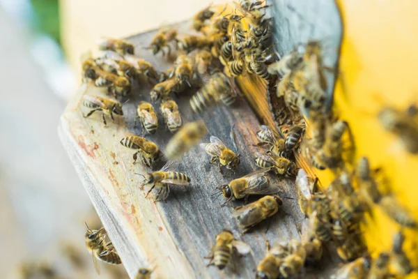 Beehive Entrancepszczoły Pełzanie Obecnie Honey Bee Kolonii Straży Ula Grabieży — Zdjęcie stockowe