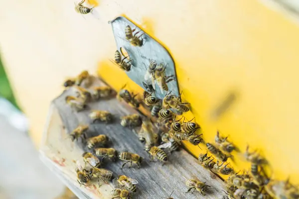 Desde Entrada Colmenalas Abejas Asustan Colonia Abejas Melíferas Protege Colmena —  Fotos de Stock