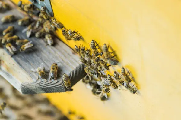 Desde Entrada Colmenalas Abejas Asustan Colonia Abejas Melíferas Protege Colmena —  Fotos de Stock