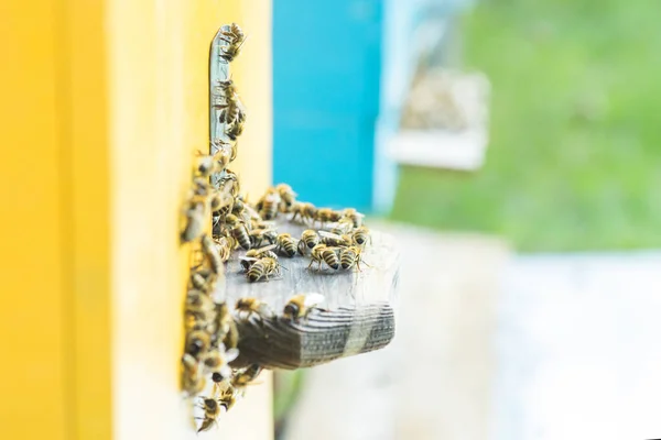 Desde Entrada Colmenalas Abejas Asustan Colonia Abejas Melíferas Protege Colmena —  Fotos de Stock