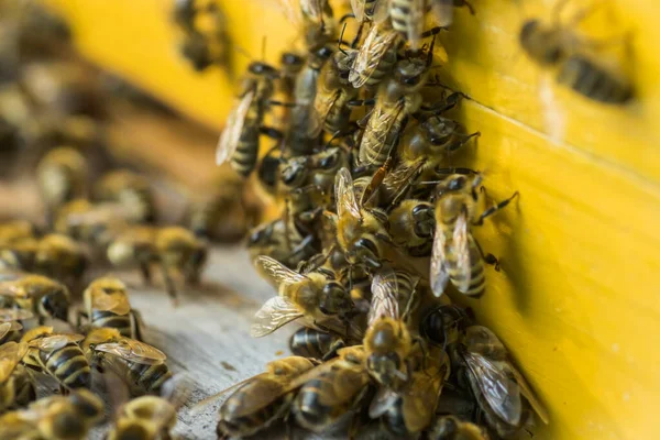 Пчёл Улеев Вырываются Пчелы Колония Медоносных Пчёл Охраняет Улей Мародерства — стоковое фото