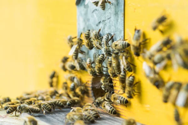 Beehive Entrancepszczoły Pełzanie Obecnie Honey Bee Kolonii Straży Ula Grabieży — Zdjęcie stockowe