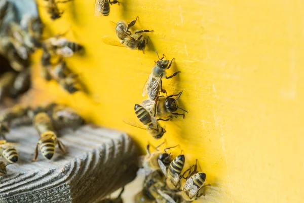 Desde Entrada Colmenalas Abejas Asustan Colonia Abejas Melíferas Protege Colmena —  Fotos de Stock