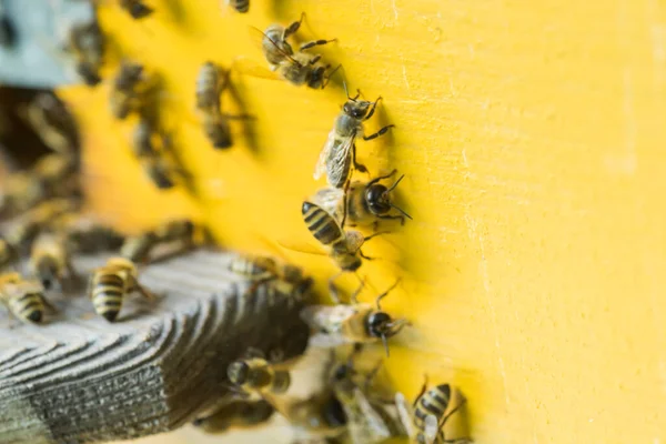 Beehive Entrancepszczoły Pełzanie Obecnie Honey Bee Kolonii Straży Ula Grabieży — Zdjęcie stockowe