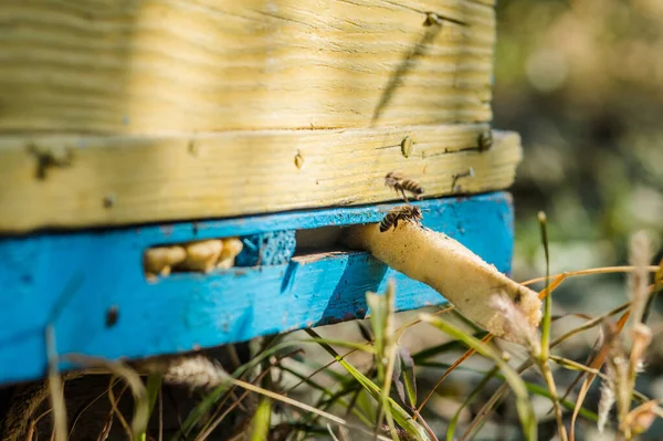 Colonie Abeilles Protège Ruche Contre Pillage Miellat Ruches Bois Colorées — Photo