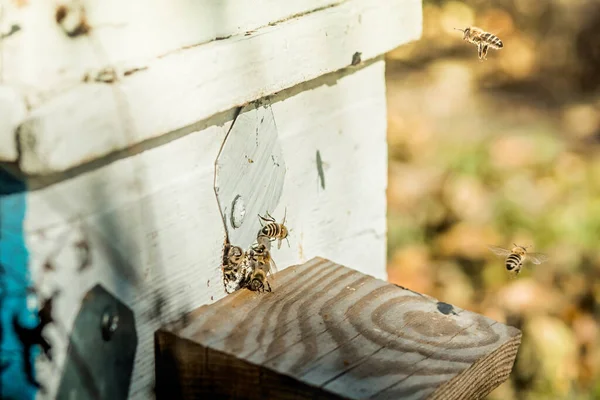 蜂の巣の入り口から蜂が忍び寄る ミツバチのコロニーは蜂の巣を略奪から守っている ミツバチはミツバチの群れの後に巣に戻ります 蜂の巣の入り口で警備員 Swarm Hived Readily — ストック写真