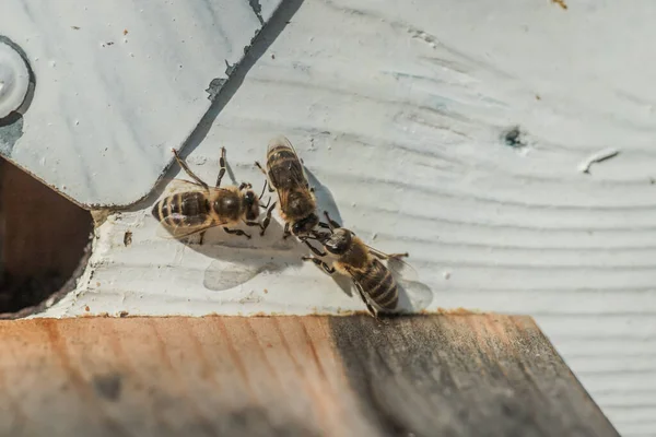 Dwie Pszczoły Przekazują Informacje Pobliżu Muchy Pszczoły Dotykają Języków Pszczoły — Zdjęcie stockowe