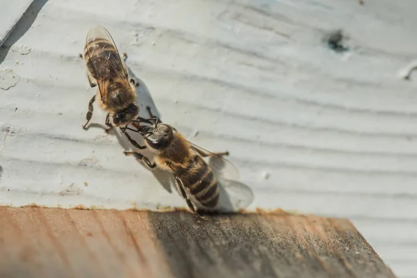 Dwie Pszczoły Przekazują Informacje Pobliżu Muchy Pszczoły Dotykają Języków Pszczoły — Zdjęcie stockowe