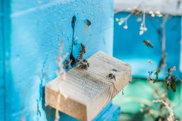 Desde Entrada Colmenalas Abejas Asustan Colonia Abejas Melíferas Protege Colmena —  Fotos de Stock