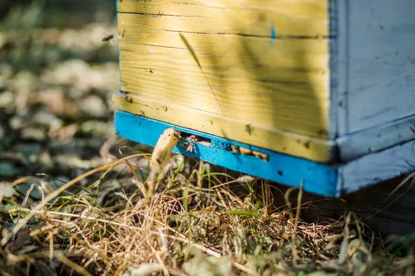 Honey Bee Colony Guards Hive Looting Honeydew Colored Wooden Beehives — Stock Photo, Image