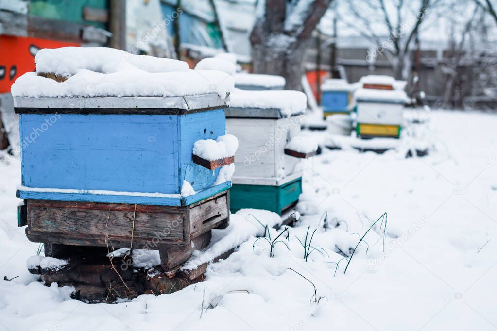 covered trees. pair of snow covered bee hives. Apiary in wintertime. Hives on apiary in December in Europe