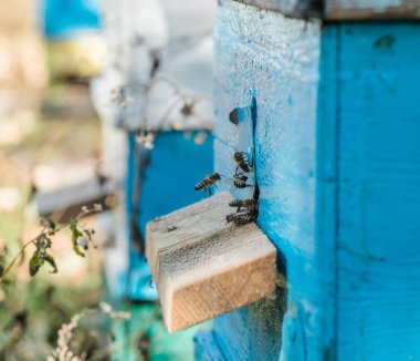 Aralı entrancebees dan dışarı sürünme. Honey-Bee kolonisi kovanları balçiarısı yağmalayarak korur. Arılar honeyflow 'dan sonra Arı kovanından geri döner. Arıcılık girişinde arı koruyucusu. Swarm kolayca hived