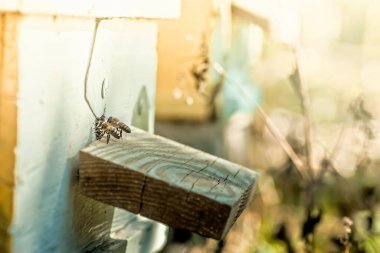 Aralı entrancebees dan dışarı sürünme. Honey-Bee kolonisi kovanları balçiarısı yağmalayarak korur. Arılar honeyflow 'dan sonra Arı kovanından geri döner. Arıcılık girişinde arı koruyucusu. Swarm kolayca hived