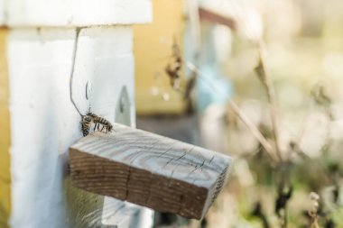 Arı kovanından sızan arılar. Mavi kovandaki bal arısı kolonisi muhafızları balçığı yağmalamaktan korunuyor. Arılar bal akışından sonra arı kovanına geri dönerler. Arı kovanının girişinde arı bekçisi var. Sürü kolayca toplandı.