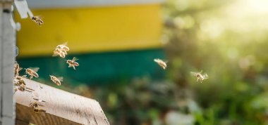 Aralı entrancebees dan dışarı sürünme. Honey-Bee kolonisi kovanları balçiarısı yağmalayarak korur. Arılar honeyflow 'dan sonra Arı kovanından geri döner. Arıcılık girişinde arı koruyucusu. Swarm kolayca hived