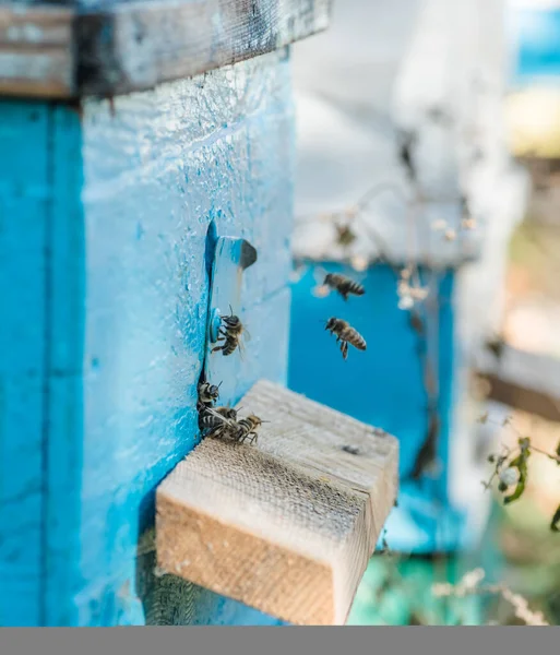ビーハイブ Entrancebees から抜け出すハニービーコロニーはハニーデューメロンを略奪からハイブを守る Honeyflow ミツバチは蜂の巣に戻ります 蜂の巣の入り口の蜂ガード 群れ分離さ容易に — ストック写真