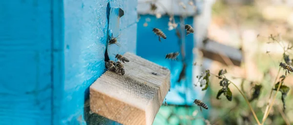 蜂の巣の入り口から蜂が忍び寄る ミツバチのコロニーは蜂の巣を略奪から守っている ミツバチはミツバチの群れの後に巣に戻ります 蜂の巣の入り口で警備員 Swarm Hived Readily — ストック写真