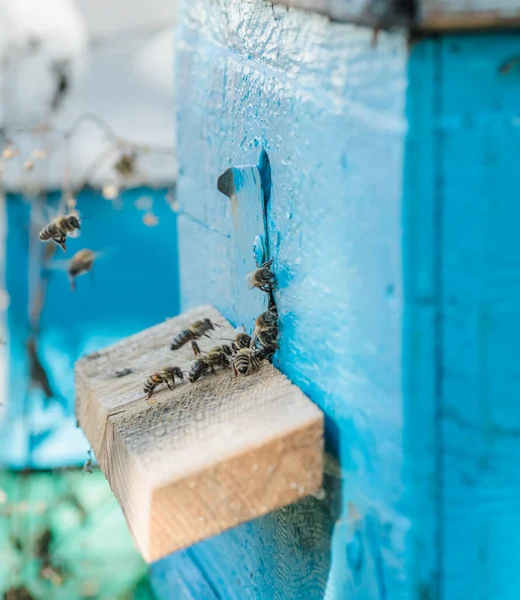 Arı kovanından sızan arılar. Mavi kovandaki bal arısı kolonisi muhafızları balçığı yağmalamaktan korunuyor. Arılar bal akışından sonra arı kovanına geri dönerler. Arı kovanının girişinde arı bekçisi var. Sürü kolayca toplandı.