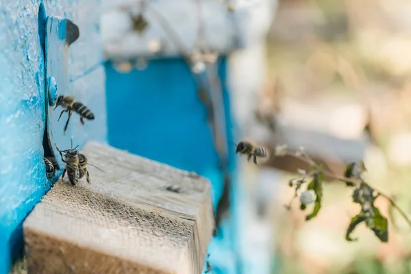 Desde Entrada Colmenalas Abejas Asustan Colonia Abejas Melíferas Protege Colmena —  Fotos de Stock