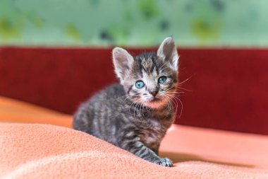 Komik kedi yavrusu pençesini kaldırdı. Evsiz hayvanlar. Evcil kedilerin tedavisi.