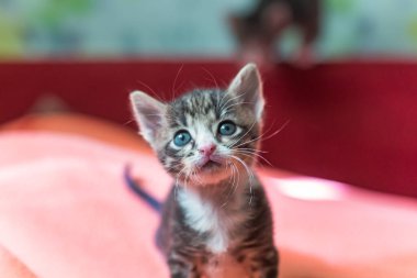 Küçük kedi yavrusu yukarı bakıyor. Mavi gözlü çizgili gri kedi yavrusu hevesle yukarı bakıyor..
