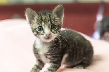 Küçük kedi yavrusu yukarı bakıyor. Mavi gözlü çizgili gri kedi yavrusu hevesle yukarı bakıyor..