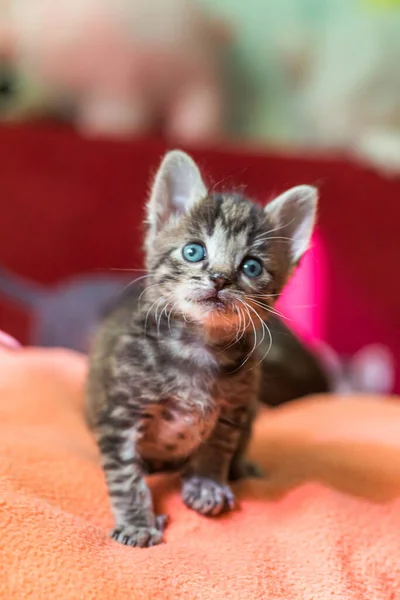 Gatito Está Mirando Hacia Arriba Gatito Gris Rayado Con Ojos — Foto de Stock