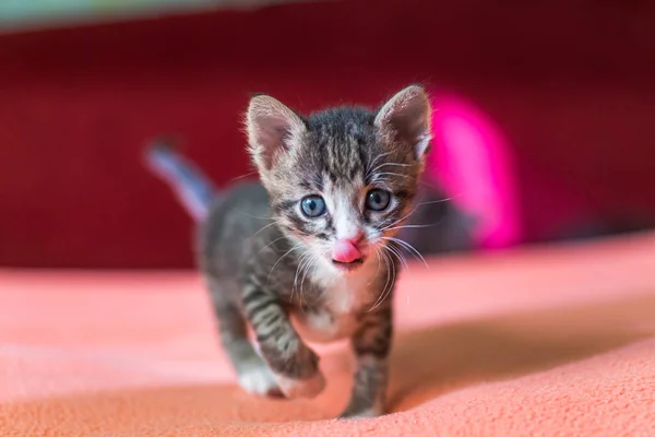 有趣的小猫抬起爪子 无家可归的动物 家猫的治疗 — 图库照片