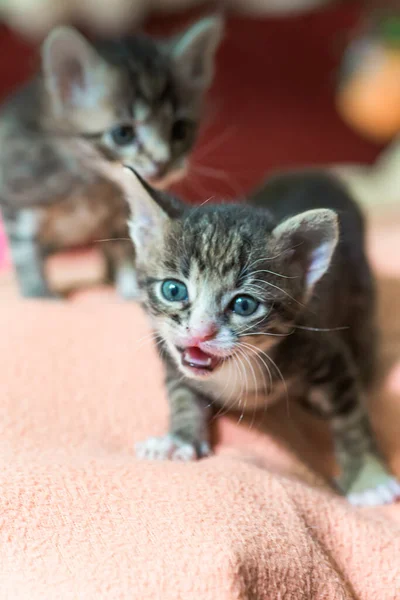 Two Little Kittens Play Bed Domestic Cats Shelter One Needs — Stock Photo, Image