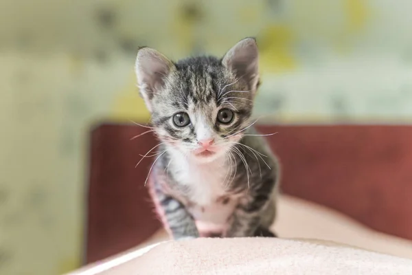 Маленький Сірий Смугастий Кошеня Дивиться Рамку Кошеняті Місяць Новонароджений Кошеня — стокове фото