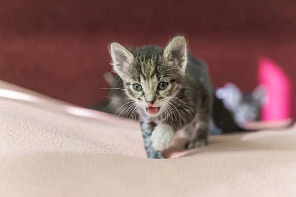 Gatinho Vai Grita Pequeno Gatinho Cinza Listrado Com Boca Aberta — Fotografia de Stock